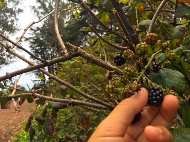 Get Jammin’ on Mt.&nbsp;Davidson